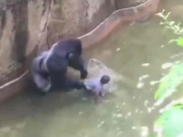 వైరల్‌గా మారిన వీడియో.. చిన్నారిని గొరిల్లా చంపేస్తుందా 