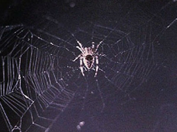 మనుషుల కంటే ముందుకు అంతరిక్షంలో కాలు మోపిన జంతువులు