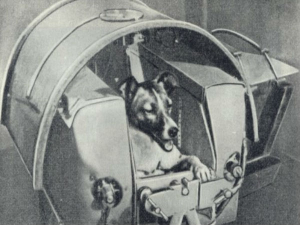 అంతరిక్షంలోకి వెళ్లిన కుక్కలు ఏమయ్యాయి..?