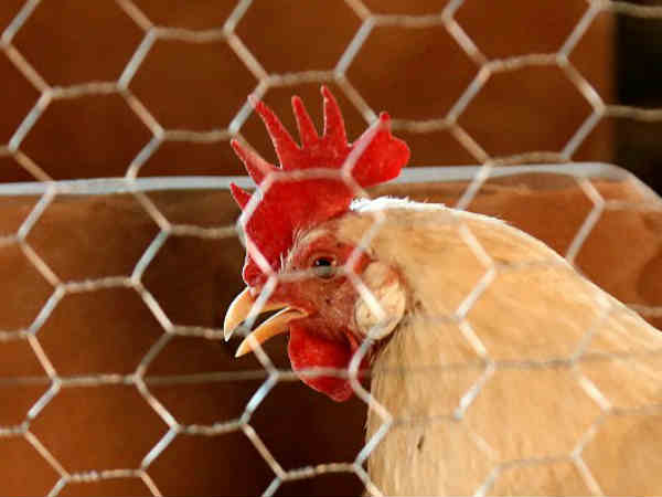 బిల్ గేట్స్‌కి దిమ్మతిరిగే షాకిచ్చిన బొలివియా 