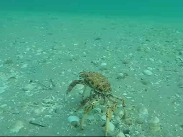 షాకింగ్ వీడియో : సముద్రగర్భంలో అసలేం జరుగుతోంది..?