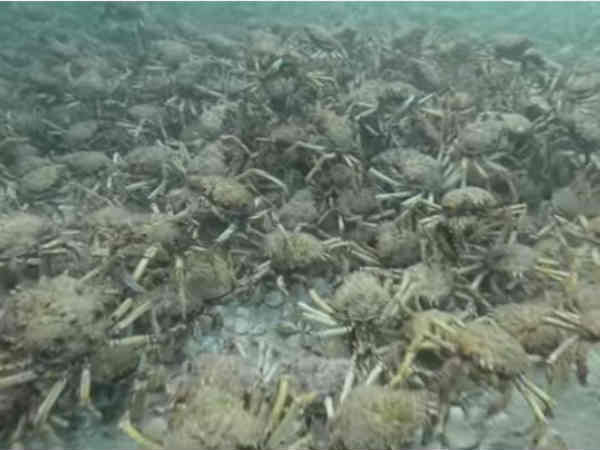 షాకింగ్ వీడియో : సముద్రగర్భంలో అసలేం జరుగుతోంది..?