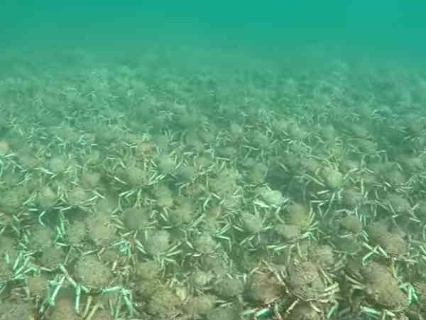 షాకింగ్ వీడియో : సముద్రగర్భంలో అసలేం జరుగుతోంది..?