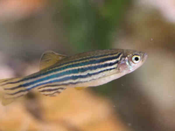 చనిపోయిన మనిషిని బతికించే టెక్నాలజీ వస్తోందా..?