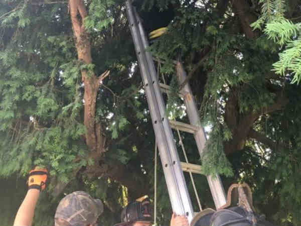  పోకెమాన్ గేమ్ ఆడితే మీకు జాబ్ వచ్చినట్లే..ఎలా ఆడాలంటే..  