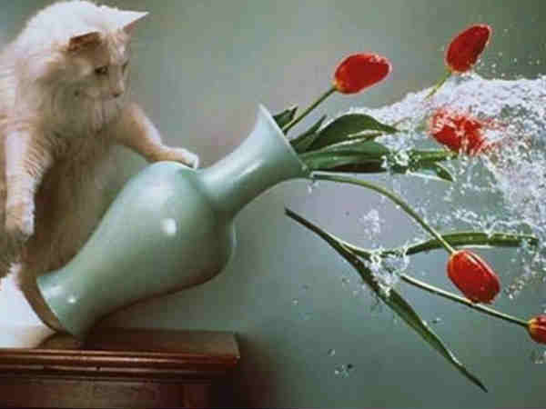 ఫర్పెక్ట్ టైంలో ఫర్పెక్ట్ ఫోటోలు..క్యాప్సన్ ఇంకా హైలెట్ 