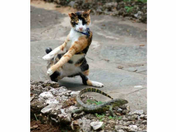 ఫర్పెక్ట్ టైంలో ఫర్పెక్ట్ ఫోటోలు..క్యాప్సన్ ఇంకా హైలెట్ 