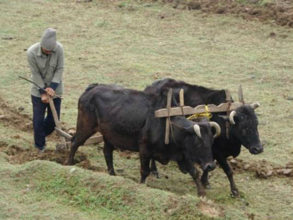 దున్నే నాగలి