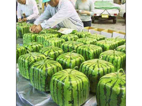  బాబోయ్..ఈ చిత్రమైన ఆవిష్కరణలు జపానోళ్లకే సాధ్యం !