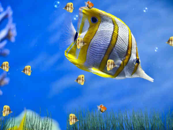 టిప్స్ 9