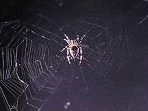 అనితా, అరాబిల్లా