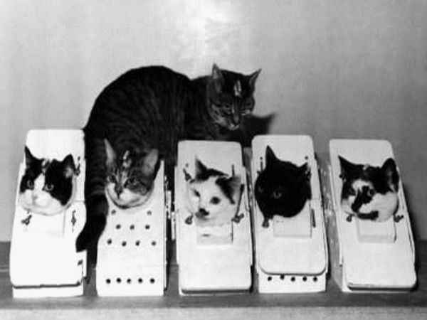 ఫెలిక్స్ అనే పిల్లి