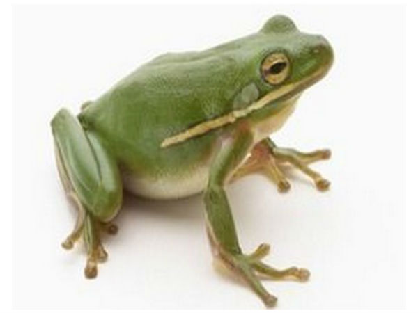 కప్పలను కూడా..