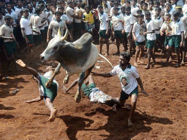 రెండో స్థానంలో తమిళనాడు జల్లికట్టు క్రీడ