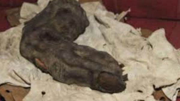 15 Inch Mummified Finger :