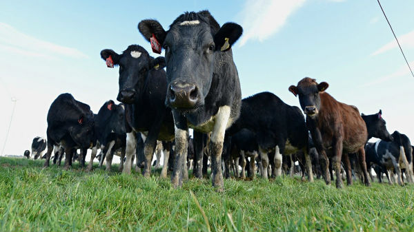  fitness tracker తగిలించం ద్వారా దాని సంకేతాలను రైతు ధరించే స్మార్ట్ వాచీలోకి వస్తాయి...