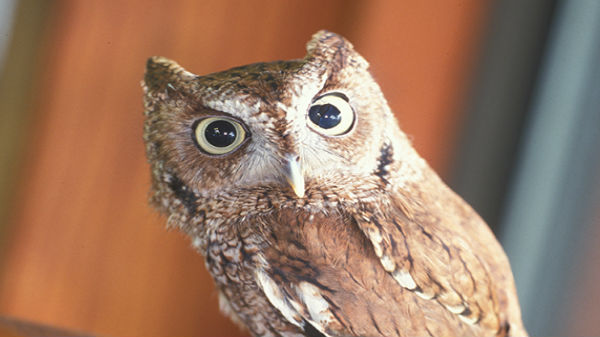 ఓ గుడ్లగూబను ఇంటికి తీసుకొచ్చి.... 