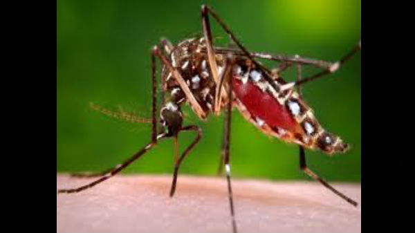Aedes aegypti దోమ