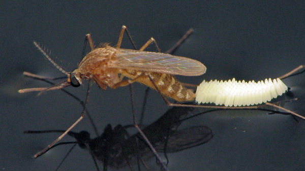 గుడ్లను పెట్టకుండా ఉండేందుకు