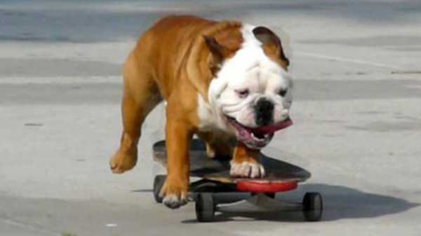 Skateboarding Dog