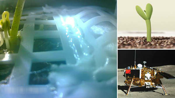 చంద్రుని మీద విత్తనాలు మొలకెత్తడం