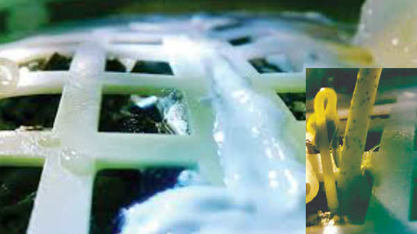 పత్తి విత్తనం మొలకెత్తింది