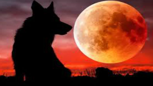వోల్ఫ్ మూన్ అంటే..
