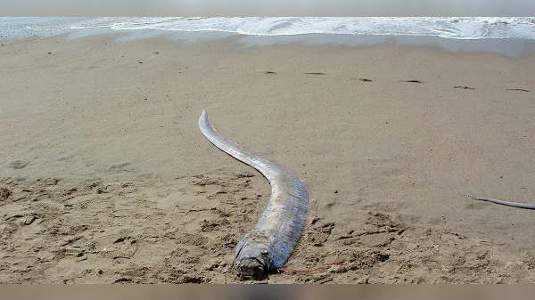 మొత్తం ఓర్‌ఫిష్‌ల సంఖ్య