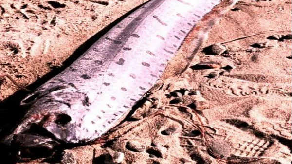 ఓర్‌ఫిష్