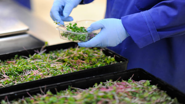 ఎవరీ అలెగ్జాండ‌ర్?