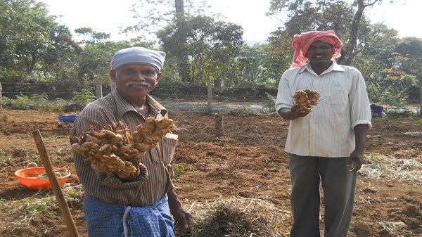 Kerala agriculture varsity develops new seed tech for ginger 