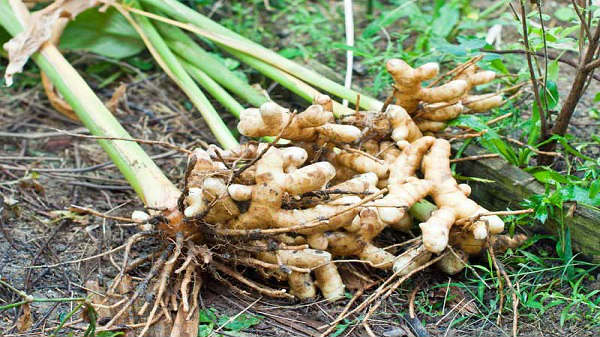 Kerala agriculture varsity develops new seed tech for ginger 