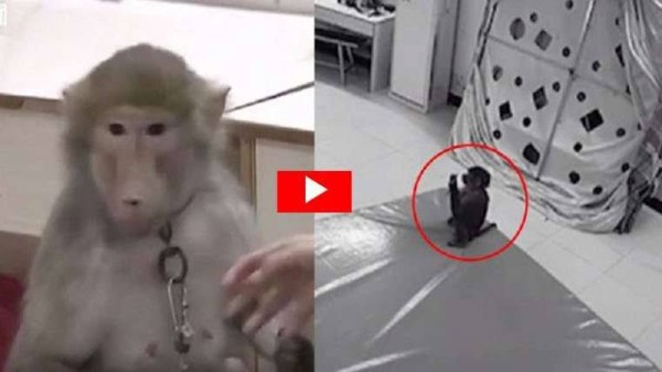 కోతులకు తెలివితేటలు