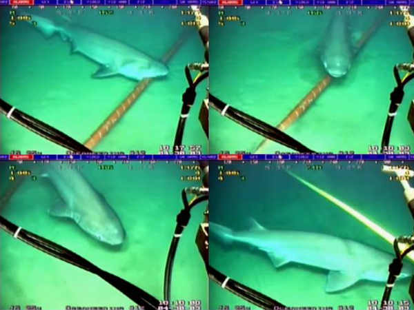 సొర చేపలు వైర్లను ధ్వసం చేయకుండా ఉండేందుకు