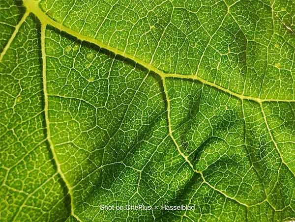 What Makes OnePlus 9 Pro The Most Advanced Camera Smartphone