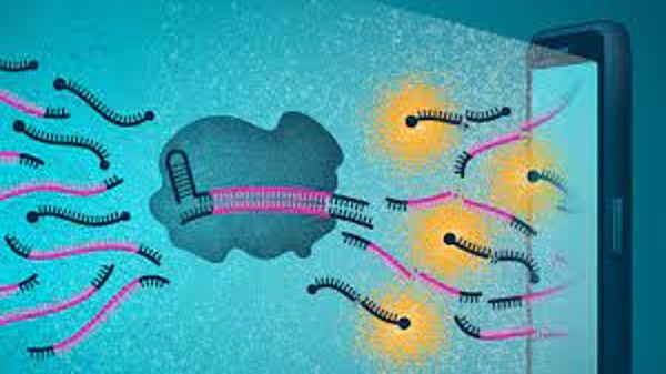 ఈ పరీక్ష ఎలా పని చేస్తుంది?